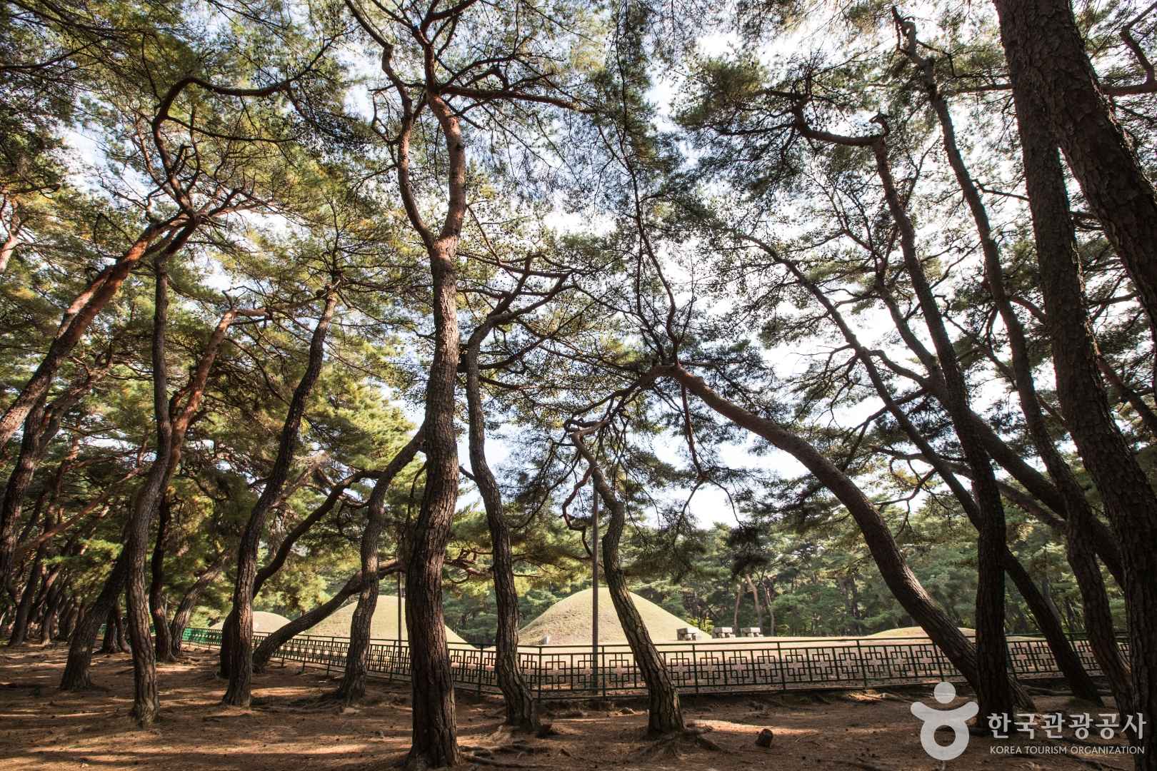 경주 삼릉숲 도래솔