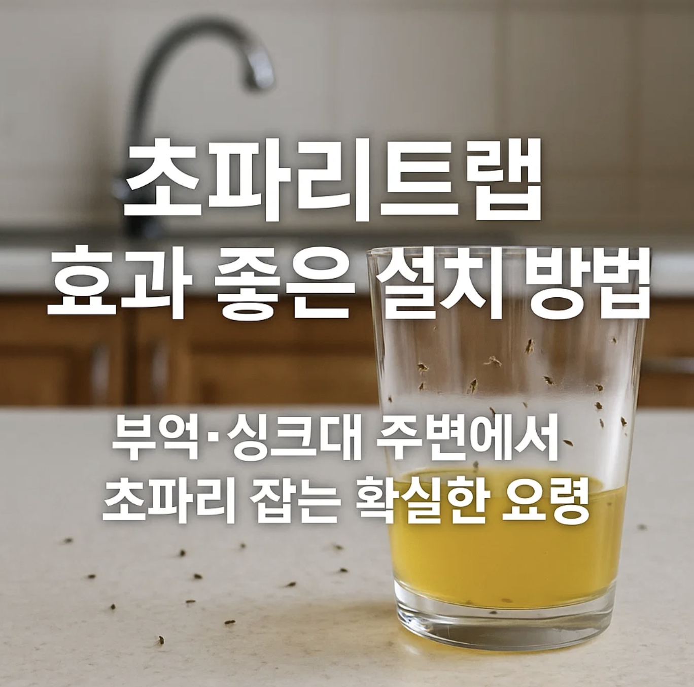 초파리트랩 효과 좋은 설치 방법, 부엌&middot;싱크대 주변에서 초파리 잡는 확실한 요령