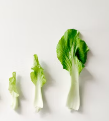 청경채 효능 부작용 고르는법 칼로리