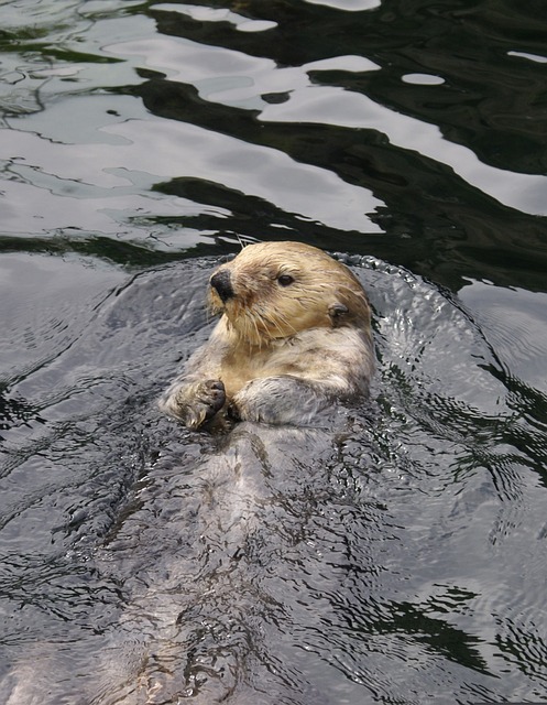 해달 돌을 이용한 식사 이유