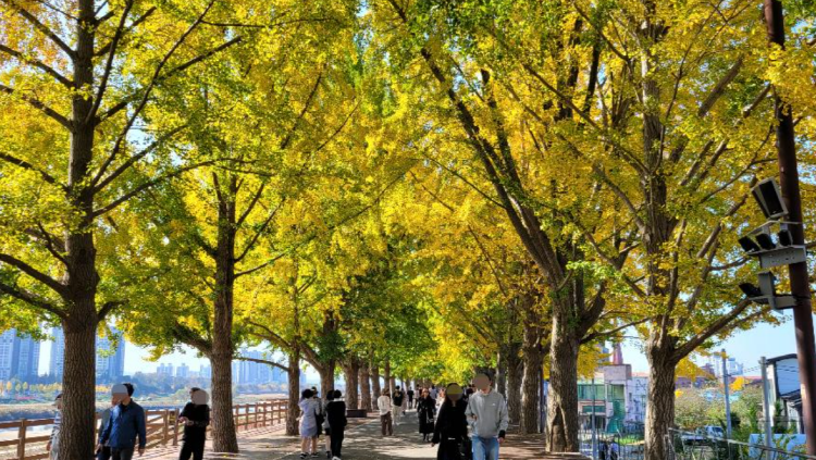 아산 곡교천 단풍나무길
