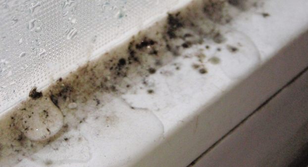 창문 실리콘 곰팡이2