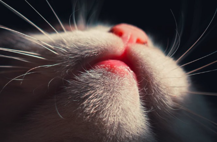 고양이 턱 밑에.