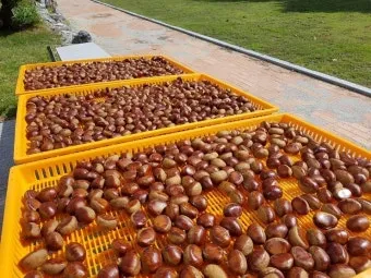 시래기용 무 재배 잎 관리 병해 줄이기 건조 보관_11