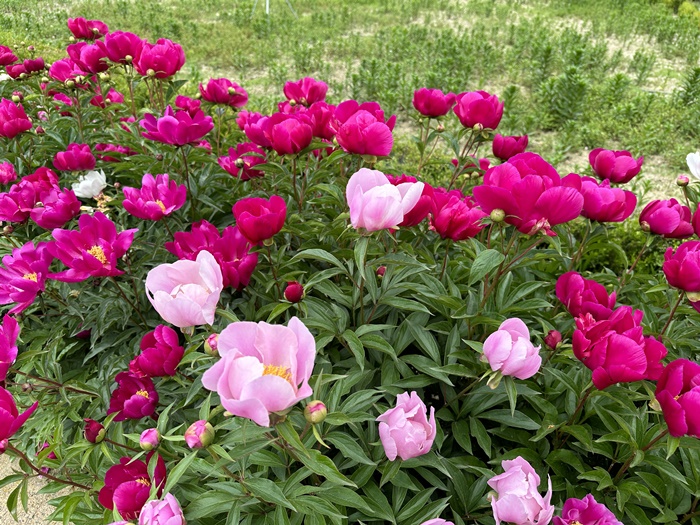 거창-창포원-5월-봄-가볼만한곳-작약