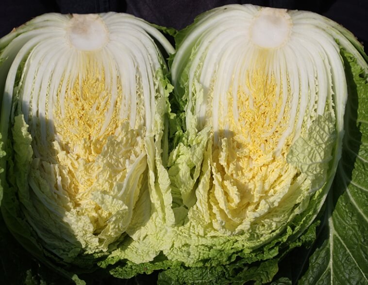 속이 꽉찬 배추