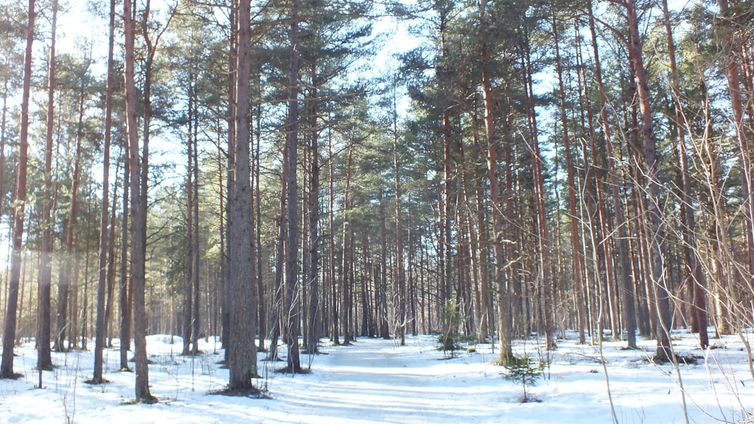 Forest