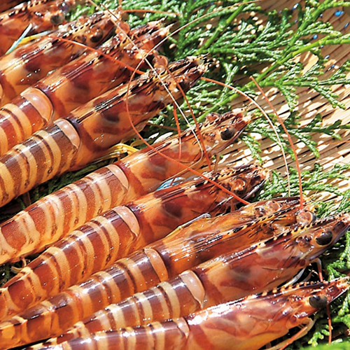 보리새우의 효능과 요리법, 부작용 알아보기