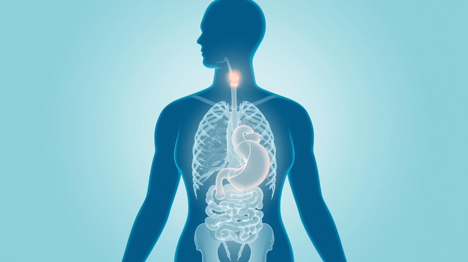 체중감소와 관련된 신체 기관(갑상선, 위장, 심장 등)을 상징적으로 표현한 인체 일러스트. 균형이 무너진 내부 변화를 시각화한 이미지.