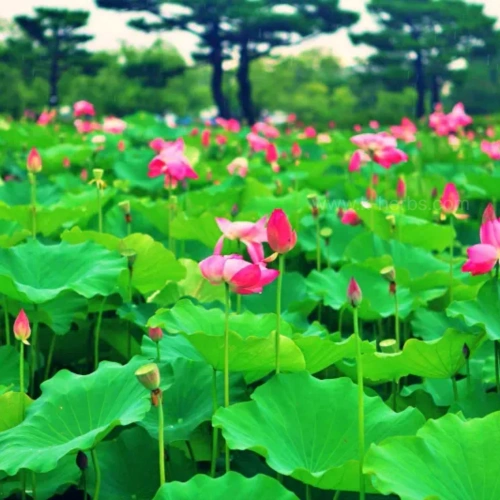 연못에서 자라고 있는 연잎과 연꽃