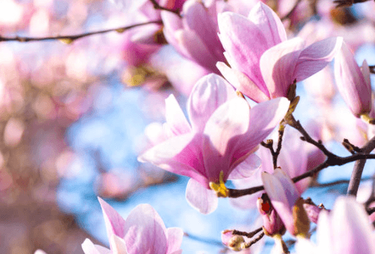 봄에 피는 꽃 순서