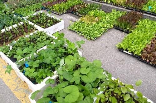 여주5일장-모종-판매-종묘상