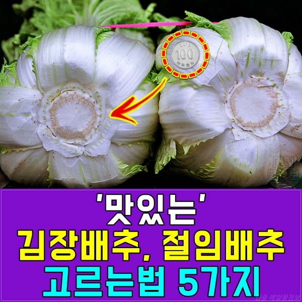 맛있는 김장배추 고르는법,절임배추 고르기