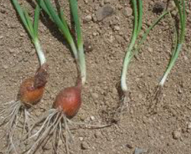 양파 먹는 꿈 양파 심는 꿈 양파 자르는 꿈