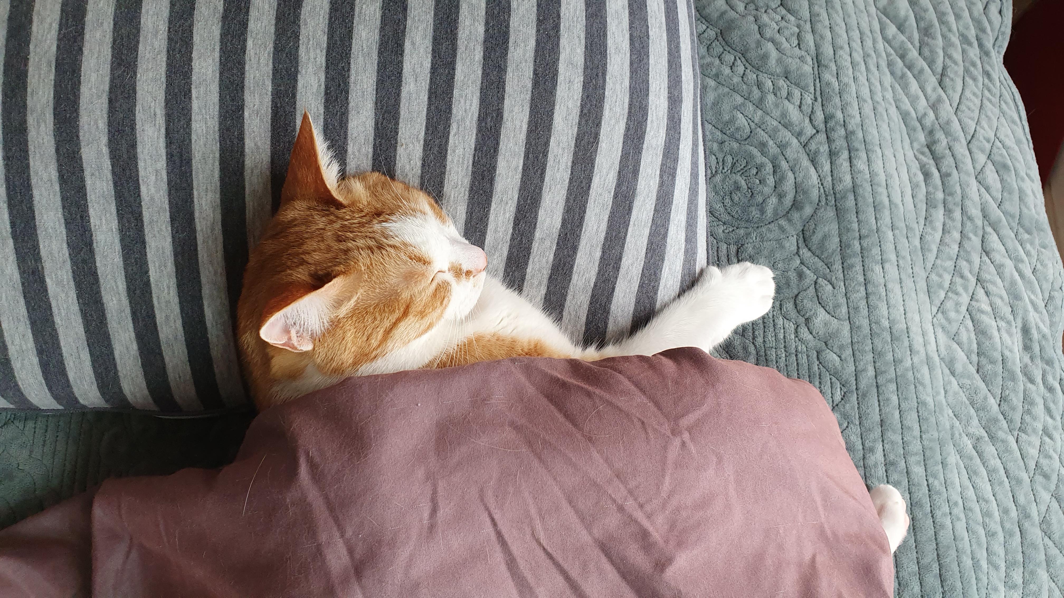 사람처럼 자는 고양이, 치즈냥이 호야.