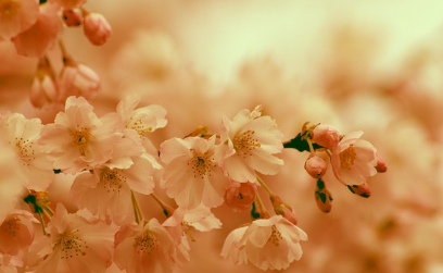 화담숲-예약-방법