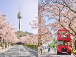  봄꽃 축제로 유명한 곳 - 대구 이월드 블라썸 피크닉 