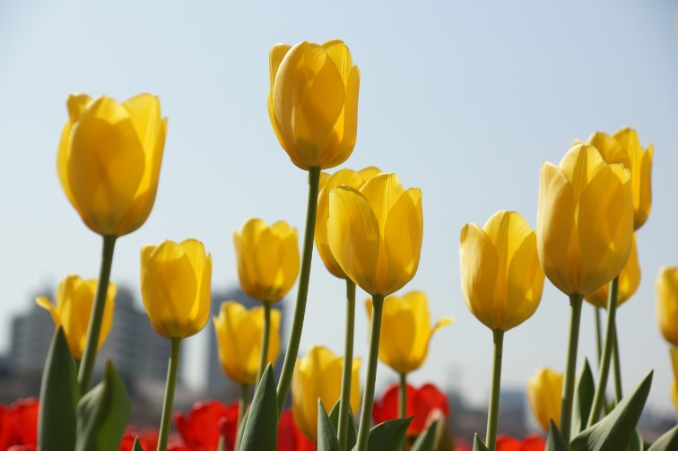 경기도 봄꽃구경