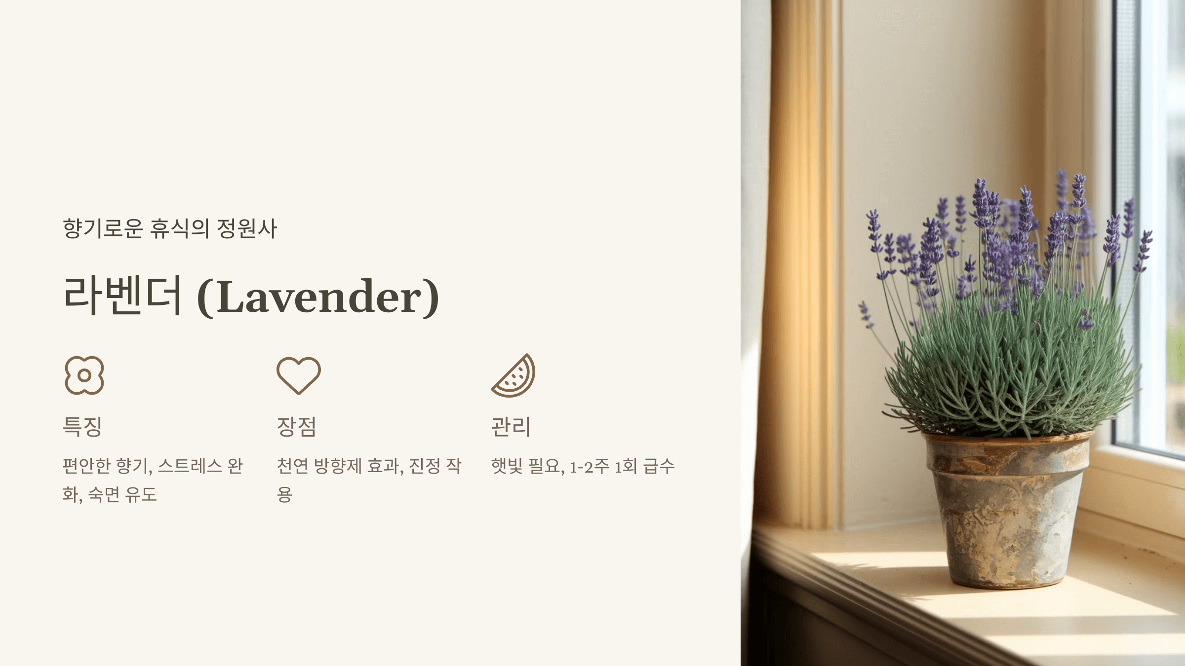 라벤더 (Lavender)