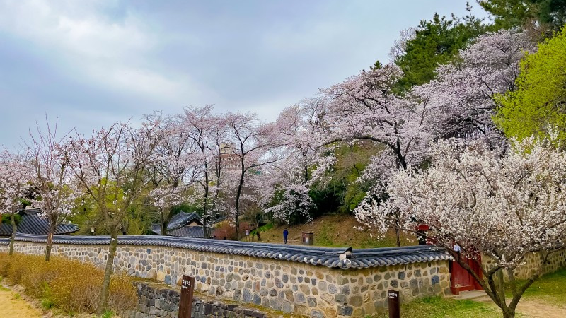 벚꽃 명소 2026