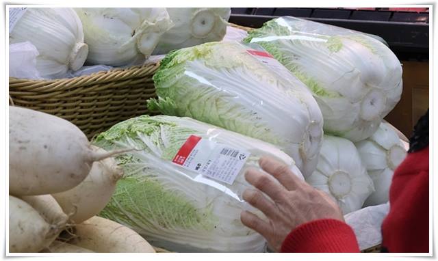 김장철 배추값 폭등