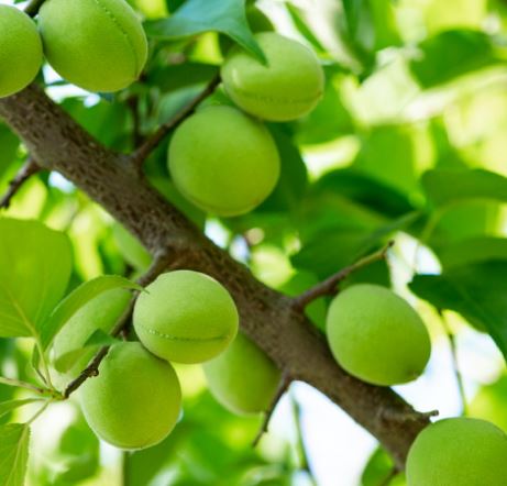 위에 좋은 음식