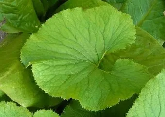 곰취 재배 상토 선택 통풍 관리 병충해 예방_6