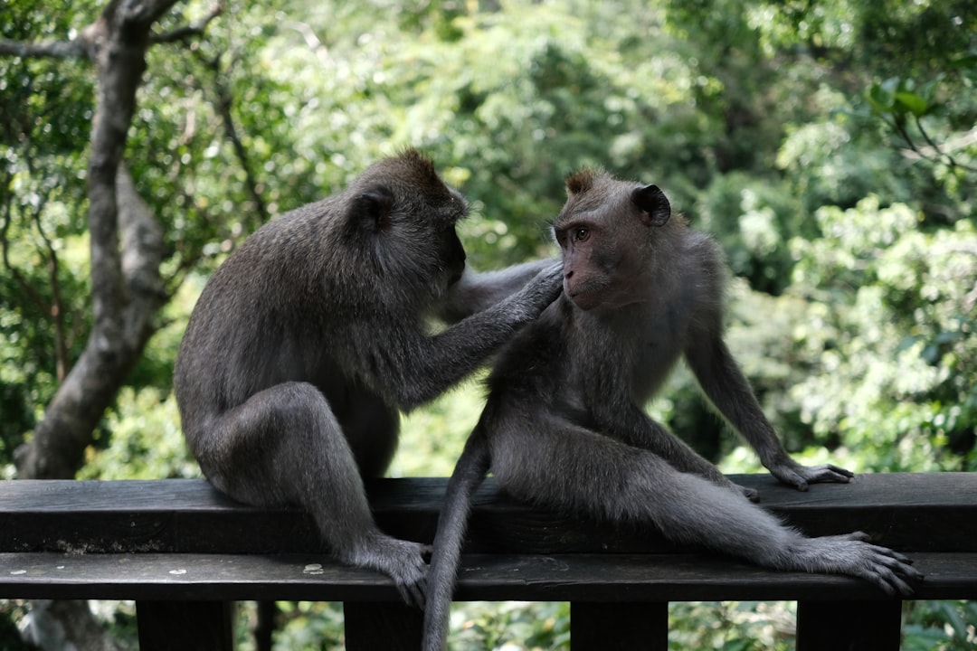 grooming