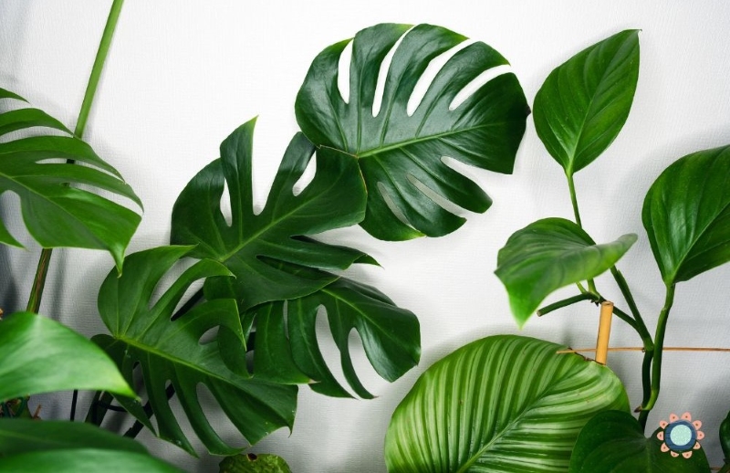 다양한 공기정화 식물들 - 몬스테라, 칼라테아 등 큰 잎을 가진 실내식물들이 함께 배치된 모습 via canva