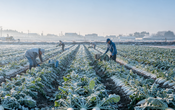 겨울철 무우 보관법