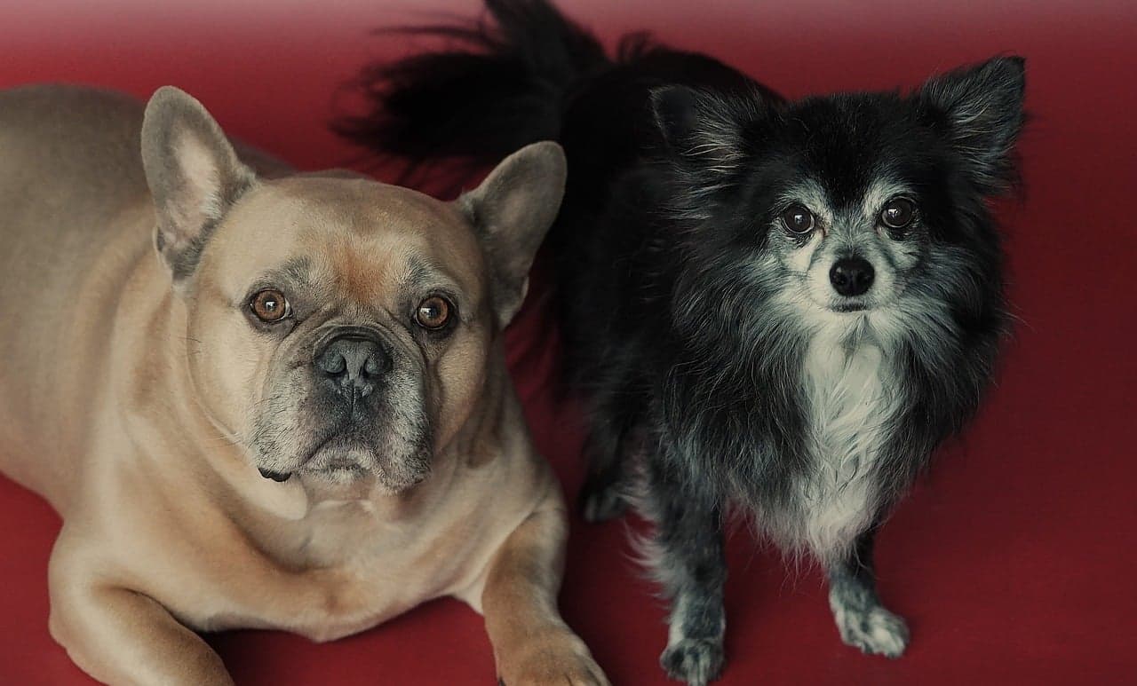 반려동물의 성격에 맞춘 식물 추천 가이드 (활동형&middot;소심형 등)