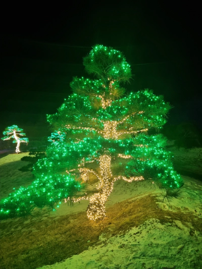 가평 아침고요수목원 빛축제 가족여행 후기
