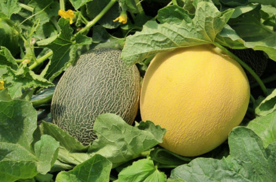 생방송투데이 장바구니 하미과 멜론 재배