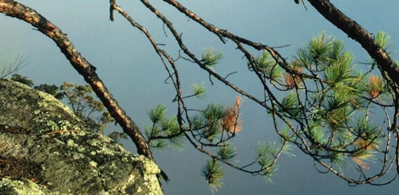 피크노제놀 효능