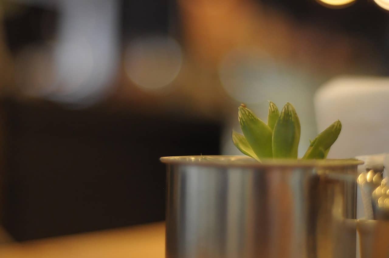 벌레 걱정 없이 집에서 만드는 천연 살충제