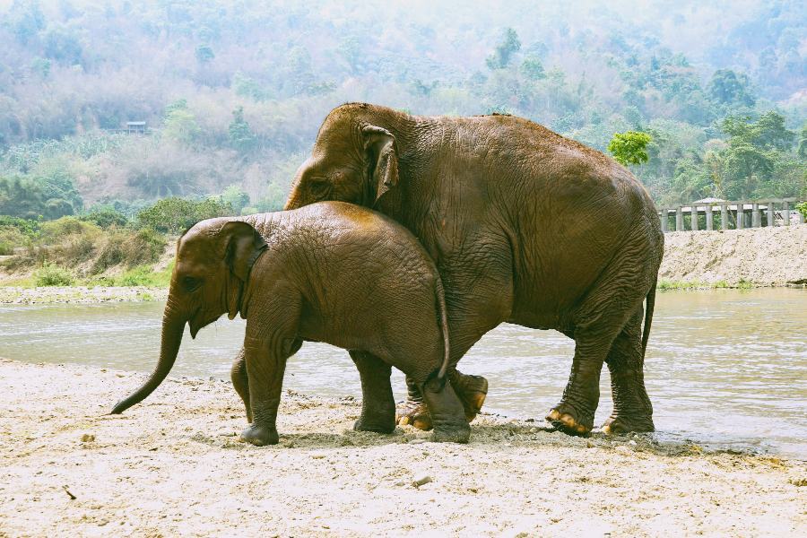 치앙마이 코끼리