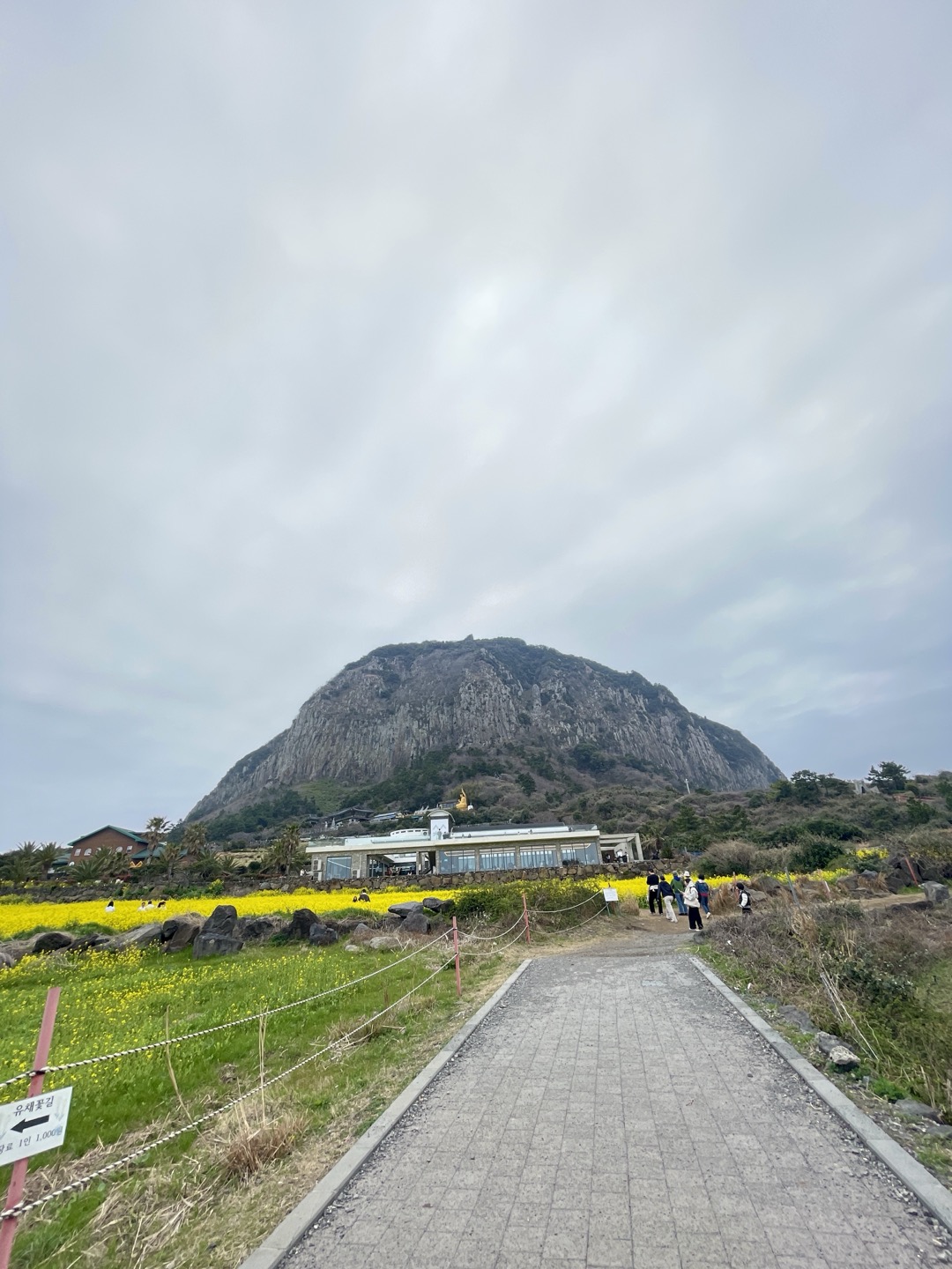 제주 유채꽃 필수 코스