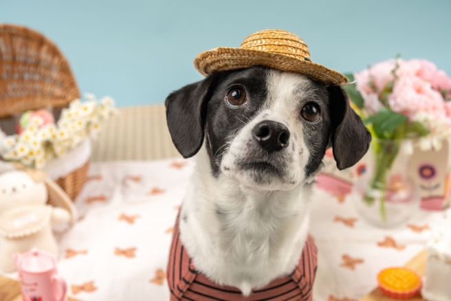 제주도 강아지 유치원 비용