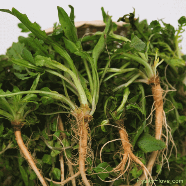 고혈압에 도움되는 나물