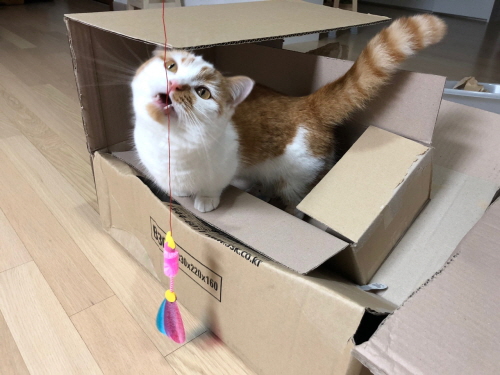 고양이와함께ㅔ