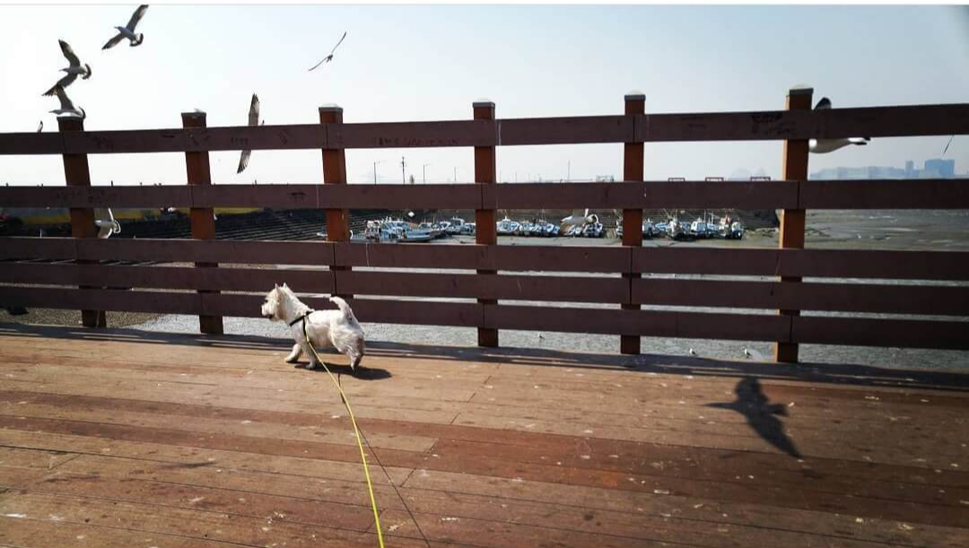 카카오 택배 집에서 보내기 
