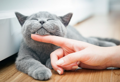 고양이 턱을 쓰다듬고 있는 사람.