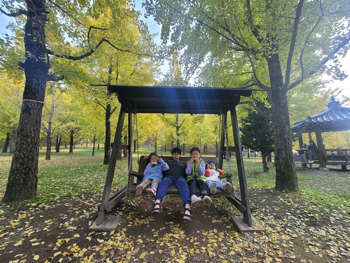 홍천 은행나무숲