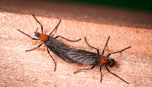 러브버그(붉은등우단털파리): 대량출몰 원인과 대처방법