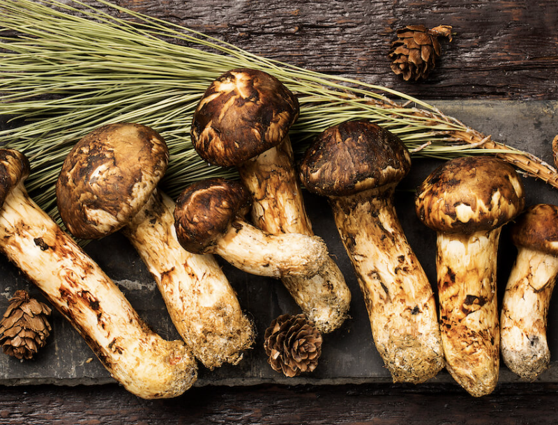 송이버섯 보관방법