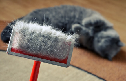 털이 달린 브러쉬와 고양이.