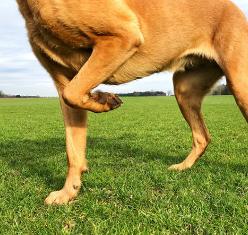 강아지 다리 절뚝? 보호자가 꼭 알아야 할 5가지 이유와 대처법