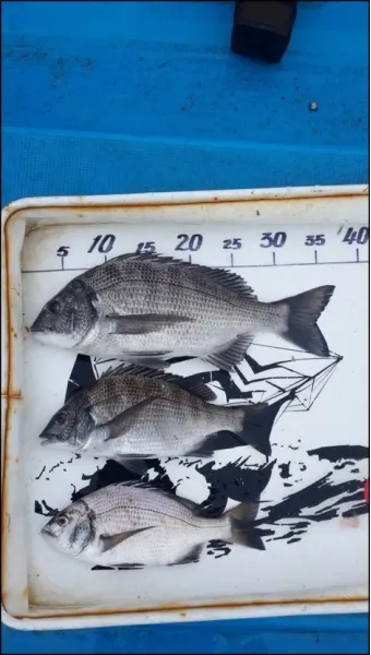디낚 점주 조황 전국 바다낚시 출조 꿀팁_25
