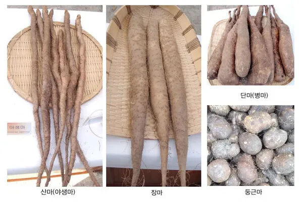 마 효능 보관법 먹는법 마즙 만들기까지 종합 가이드_3