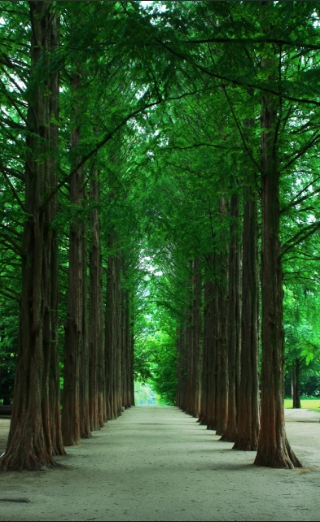 2024 년 남이섬 국내여행 /나미나라 공화국